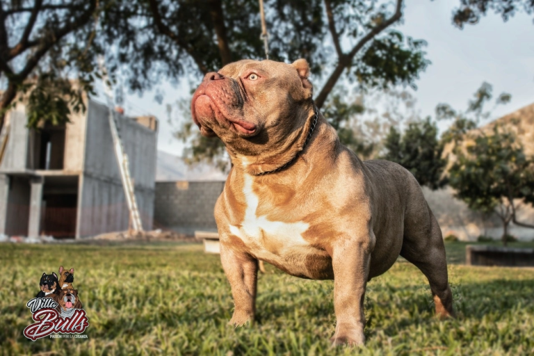 imagen 2023 06 06 025728980 768x512