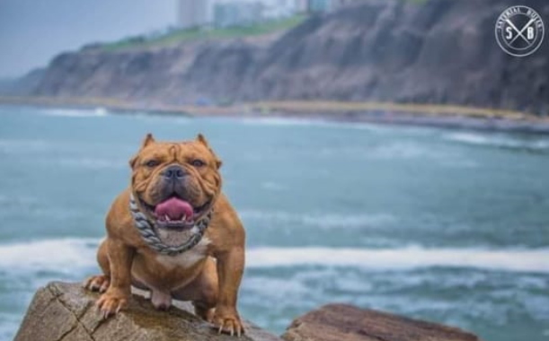 imagen 2023 06 06 203458366