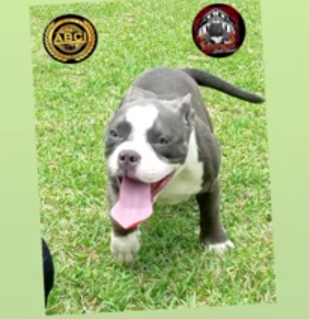 imagen 2023 06 06 204735225